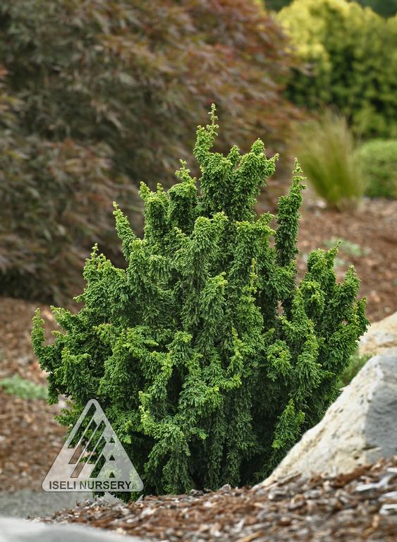 Chamaecyparis obtusa 'Chirimen' from Hickory Hollow Nursery and Garden Center in Tuxedo Park, NY
